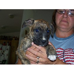 Boxer breeder in Selah Washington