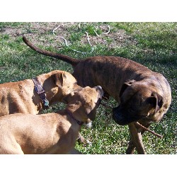 Boxer in Washington picture 2
