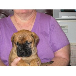 Bullmastiff in Washington