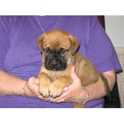 Bullmastiff breeder in East Wenatchee Washington