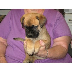 Bullmastiff breeder in Washington picture 2