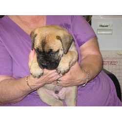 Bullmastiff Breeder in East Wenatchee, Washington