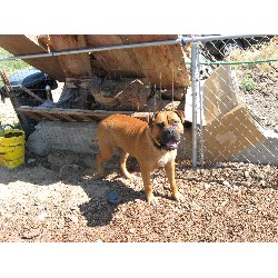 Bullmastiff Stud in East Wenatchee, Washington