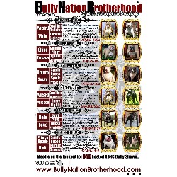 APBT breeder in Florida picture 2