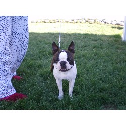 Boston Terrier Stud in Salt Lake City, Utah
