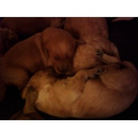 Goldendoodle breeder in Richmond Indiana