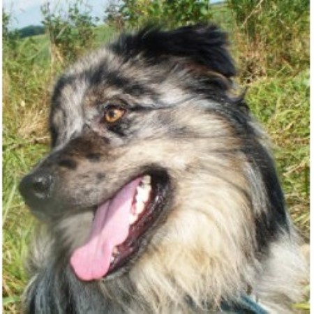 Australian Shepherd Dog breeder in Dazey North Dakota