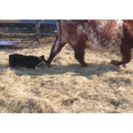 Australian Shepherd Dog breeder in North Dakota