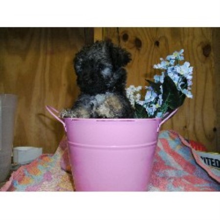 Yorkipoo Breeder in Austin, Texas