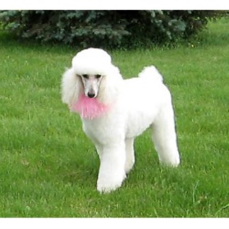 Poodle Standard Breeder in Manchester, Michigan