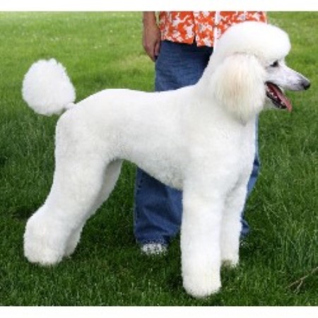 Poodle Standard in Michigan