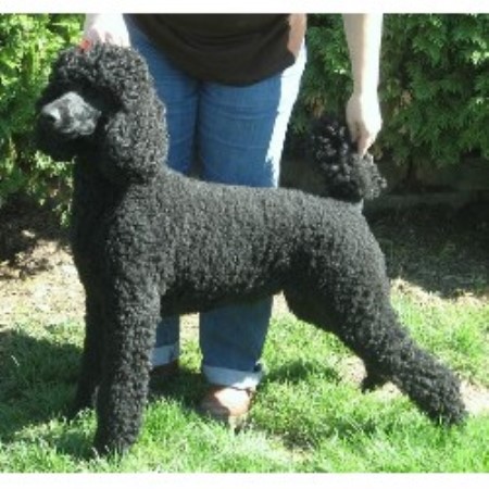 Poodle Standard in Michigan picture 2