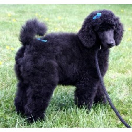 standard poodle puppies michigan countryside poodle standard breeder in manchester michigan listing id 14312 standard poodle puppies michigan countryside poodle standard breeder in manchester michigan listing id 14312