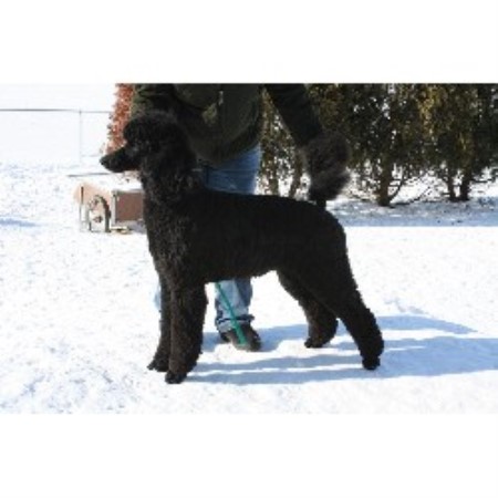 Poodle Standard breeder in Manchester Michigan