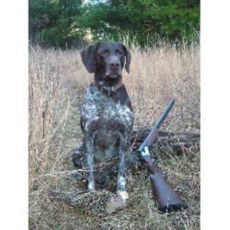 German Shorthaired Pointer in Pennsylvania