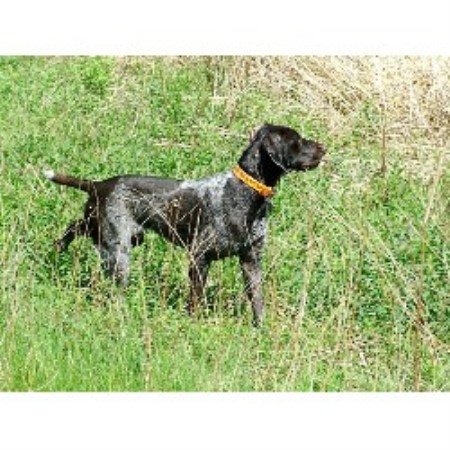 German Shorthaired Pointer breeder in Dingmans Ferry Pennsylvania