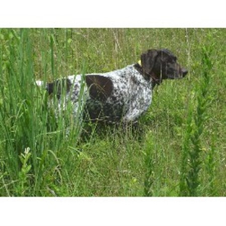 German Shorthaired Pointer breeder in Pennsylvania picture 2