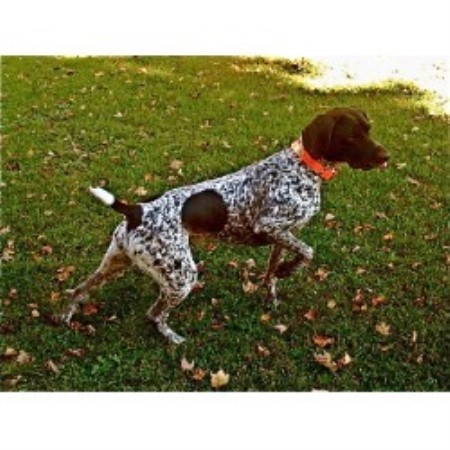 German Shorthaired Pointer in Pennsylvania picture 2