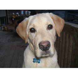 Labrador Retriever Stud in Huntersville, Nc, North Carolina