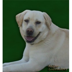 Labrador Retriever breeder in Salisbury North Carolina