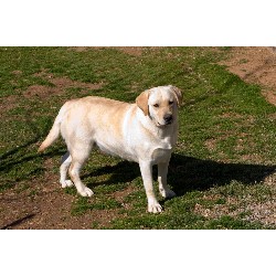 Lab in North Carolina