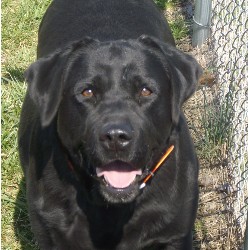 Lab in North Carolina picture 2