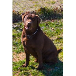 Labrador Retriever Stud in Salisbury, North Carolina
