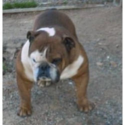 English Bulldog Breeder in Danbury, North Carolina