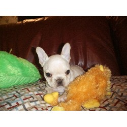 British Bulldog, Bulldog in North Carolina picture 2