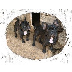 British Bulldog, Bulldog breeder in North Carolina picture 2
