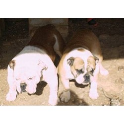 English Bulldog breeder in Danbury North Carolina