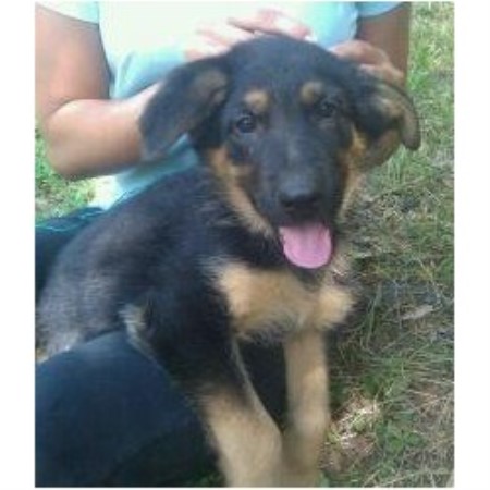 german shepherd puppies atlanta der stadt knabbfaulen german shepherds german shepherd breeder in atlanta german shepherd puppies atlanta der stadt knabbfaulen german shepherds german shepherd breeder in atlanta
