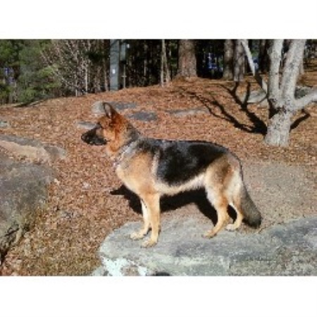 German Shepherd Dog breeder in Atlanta Georgia