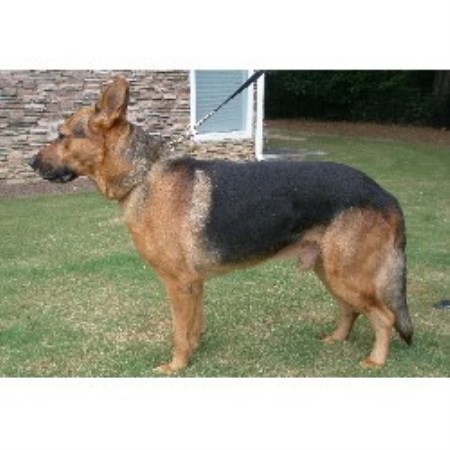 German Shepherd Dog Breeder in Atlanta, Georgia