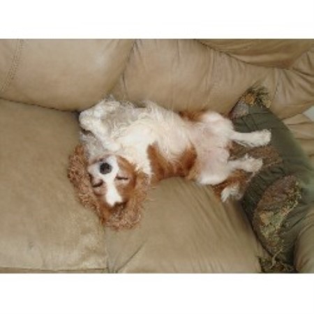 freedoglistings.comThe Twin cities Cavalier King