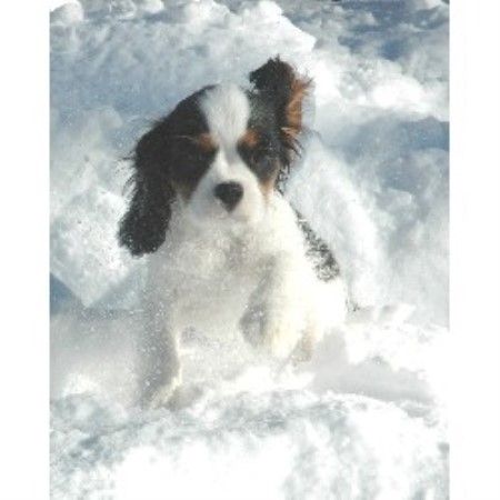 freedoglistings.comCavalier King Charles Spaniel
