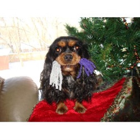 freedoglistings.comThe Twin cities Cavalier King