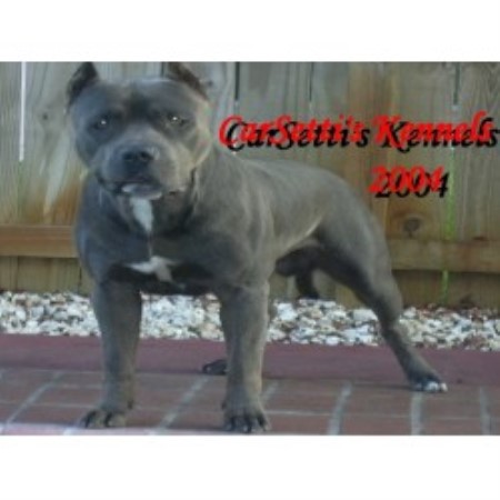American Pit Bull Terrier Breeder in Ft Lauderdale, Florida
