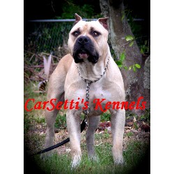 American Pit Bull Terrier Stud in Ft Lauderdale, Florida