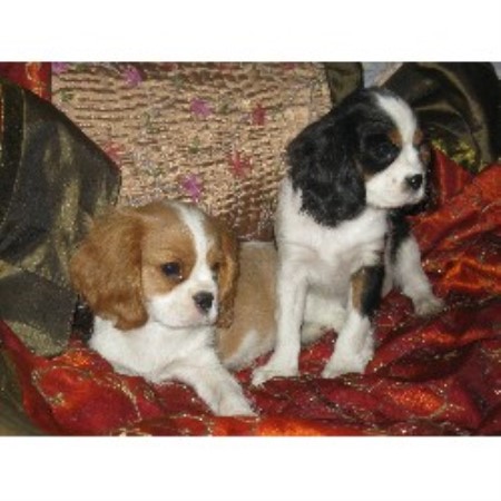 Cavalier King Charles Spaniel Breeder in Sunbury, Ohio