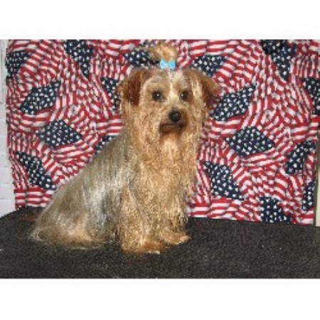 Yorkie in Tennessee