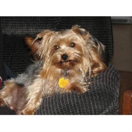 Yorkie breeder in Tennessee picture 2