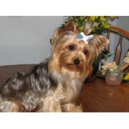 Yorkshire Terrier breeder in La Follette Tennessee