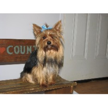 Yorkie in Tennessee picture 2