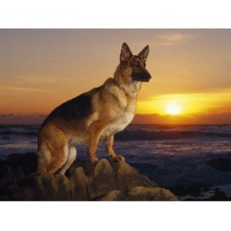 German Shepherd Dog Breeder in Monee, Illinois
