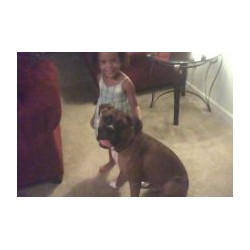Boxer Stud in Columbia, Maryland