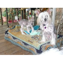 Chinese Crested Stud in Charlotte, North Carolina