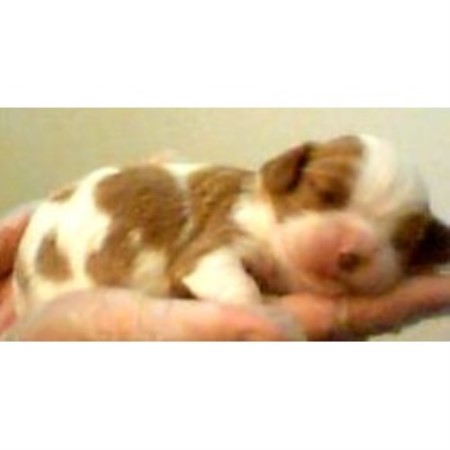 Cavalier King Charles Spaniel breeder in Centereach New York