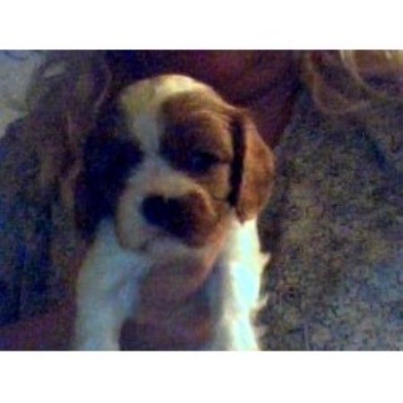 Cavalier King Charles Spaniel in New York picture 2