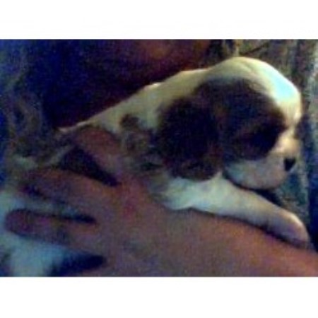 Cavalier King Charles Spaniel breeder in New York picture 2